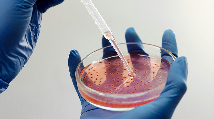 В Японии из-за вспышки птичьего гриппа уничтожат 230 тыс. кур-несушек