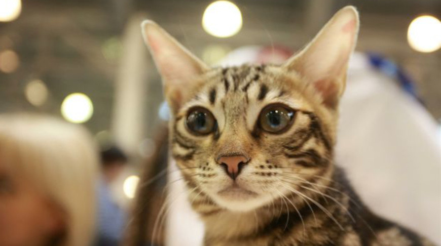 Фото из архива Pexels