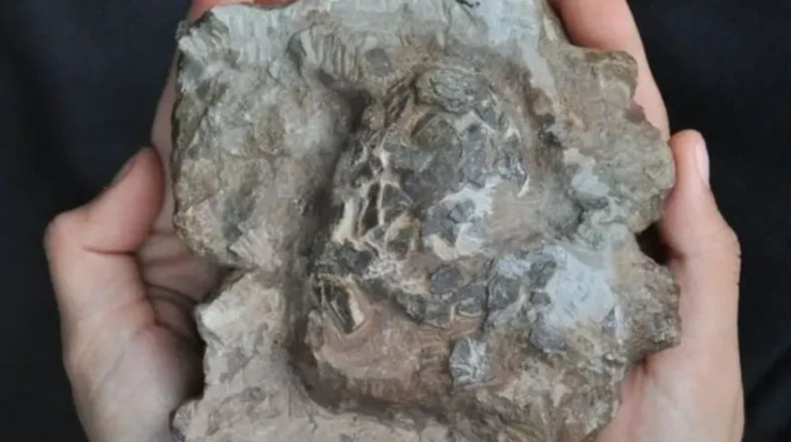 Фото OCTÁVIO MATEUS