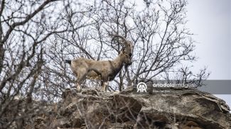 Фото Агентство Анадолу