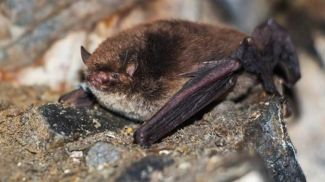 Фото пресс-службы минприроды АК