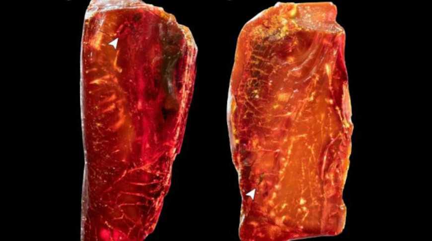 Фото Springer Nature