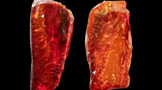 Фото Springer Nature