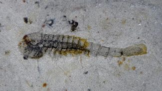 Фото Reuters/Han Zeng