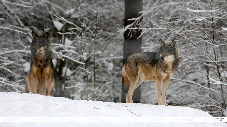    29 января 2026 года. Волки. Фото Виталия Пивоварчика.   