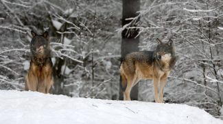    29 января 2026 года. Волки. Фото Виталия Пивоварчика.   