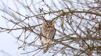 8 января 2026 года. Ушастая сова. Фото Виталия Пивоварчика
