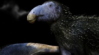 Фото naturalsciences.be