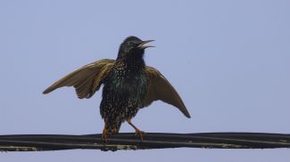 8 марта 2026 года. Скворец. Фото Леонида Щеглова.