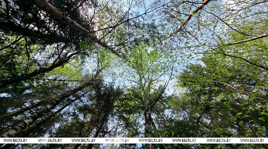 24 апреля 2025 года. В лесу. Фото Надежды Костецкой.