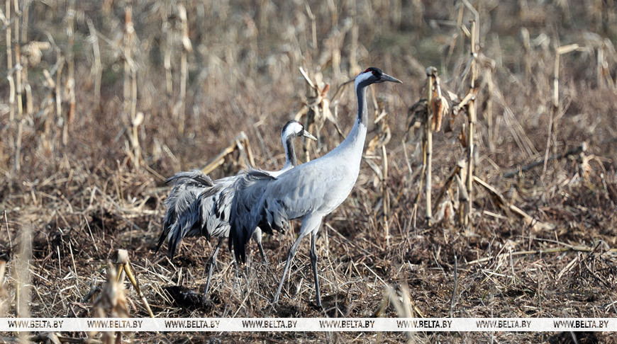 Весна, Беларусь, птицы: 17 фото для хорошего настроения