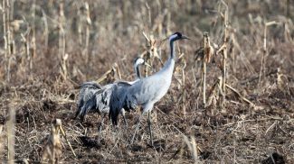 19 марта 2026 года. Серый журавль. Фото Александра Хитрова.
