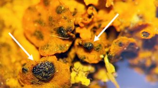 Фото Национального парка "Припятский"