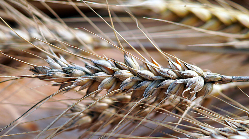 Археологи обнаружили в Грузии зерна возможного прародителя культурной пшеницы