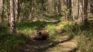 Скриншот видео