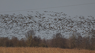 Кто в Беларуси, кто в теплых краях. Как зимовали оседлые птицы и когда вернутся перелетные, рассказал орнитолог