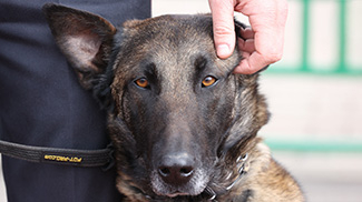 Какие преступления помогают раскрывать служебные собаки и как их этому обучают в МВД