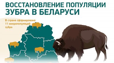 Восстановление популяции зубра в Беларуси