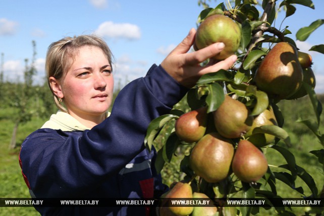 В СПК "Прогресс Вертелишки" идет сбор яблок и груш