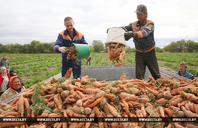 Уборка моркови идет в филиале "Мокрянский" Быховского консервно-овощесушильного завода