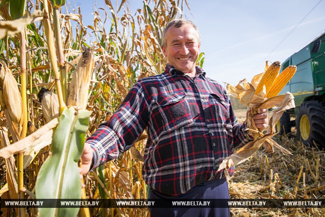 Около 5 тыс. т зерна кукурузы планируют собрать в ОАО "Остромечево"