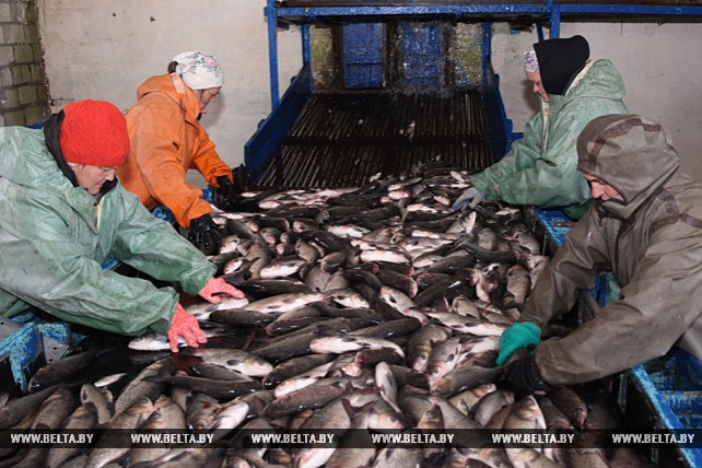 Рыбхоз "Свислочь" планирует в этом году реализовать около 460 т прудовой рыбы