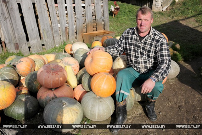 Большой урожай тыкв и кабачков вырастила семья Шевченко из Ушачского района