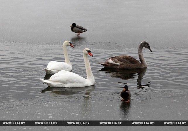 Семейство лебедей поселилось в водоеме в Витебске