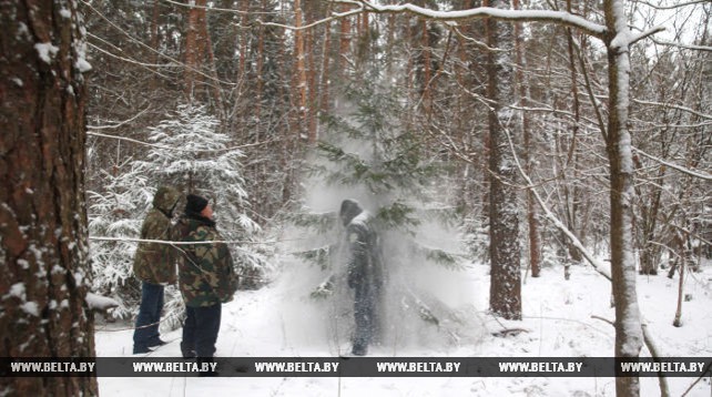 Лесхозы Могилевской области начали заготовку елок для массовой реализации