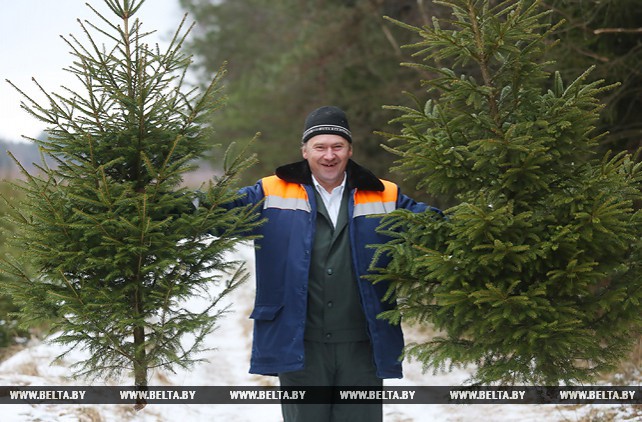 Молодечненский лесхоз планирует продать 4 тыс. елок к Новому году