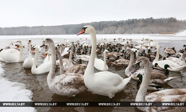 Лебеди зимуют в водоеме под Минском