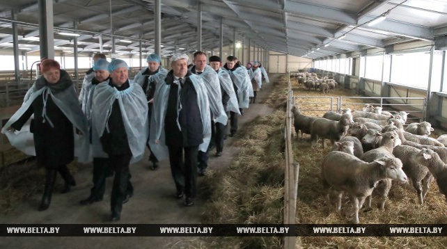 Кобяков ознакомился с развитием овцеводства в Логойском районе