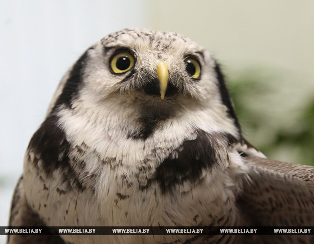 В Витебском зоопарке поселилась редкая для Беларуси ястребиная сова