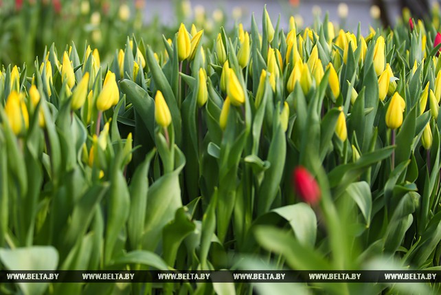 Цветоводы брестского "Коммунальника" вырастили к 8 Марта около 30 тыс. тюльпанов