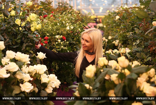 Около 300 тыс. роз вырастили в тепличном хозяйстве ОАО "ДорОрс" к 8 Марта