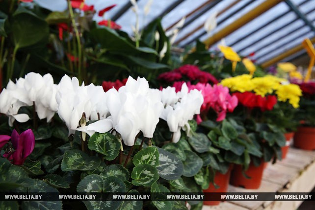 22 тыс. цветов готов продать к 8 марта Могилевзеленстрой
