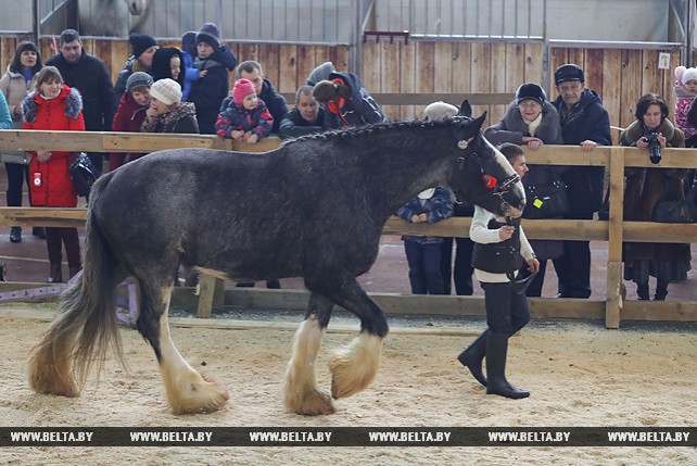 Международная выставка-шоу породистых лошадей "Весна-2018" проходит в Минске