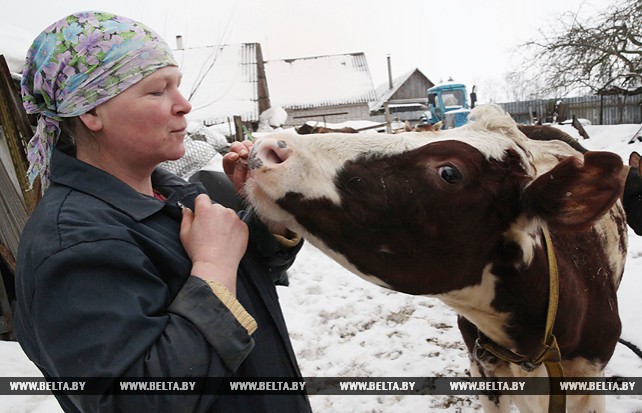 Зоя Багаутдинова - лучшая молокосдатчица района