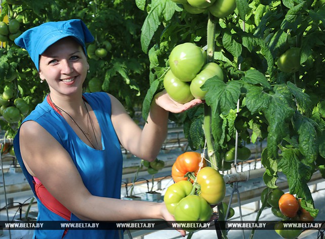 Первые тонны томатов собрали в тепличном комбинате ОАО "Рудаково"