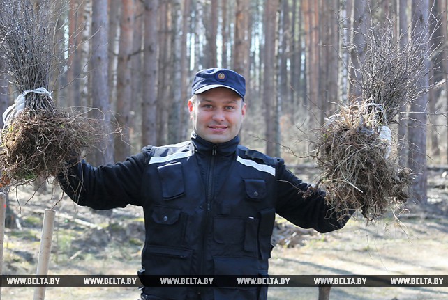 Сотрудники управления ГКСЭ по Гомельской области приняли участие в посадке леса
