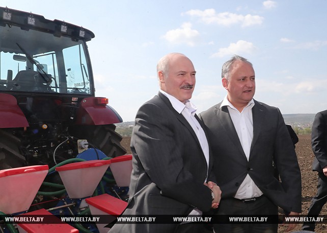 Лукашенко и Додон на тракторах засеяли поле кукурузы под Кишиневом