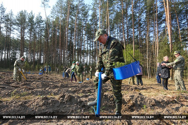 Андрей Кобяков принял участие в посадке леса в Акинчицком лесничестве Столбцовского лесхоза