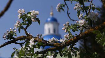 В Гродненской области зацвели яблони