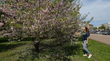 В Минске зацвела сакура