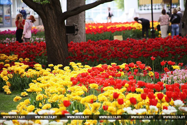 30 тыс. тюльпанов высадили в центральном городском парке Гомеля