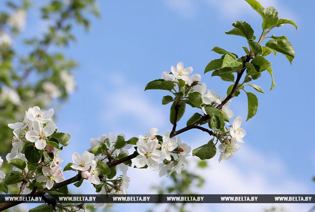 В Могилевском районе цветут яблоневые сады