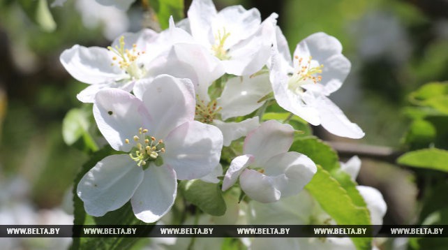 В музее-усадьбе Репина цветет яблоневый сад