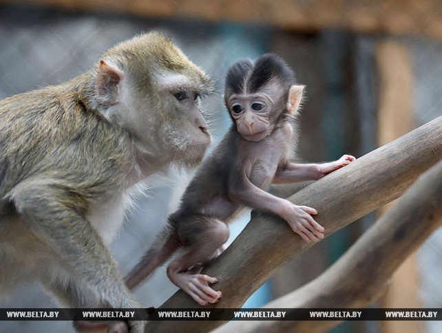 В Витебском зоопарке в двух семьях яванских макак родились малыши