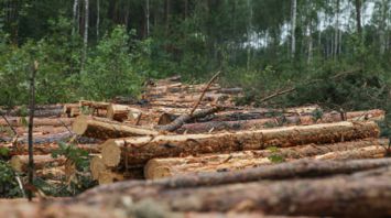 В Брестской области увеличилось количество пораженных жуком-короедом сосновых насаждений