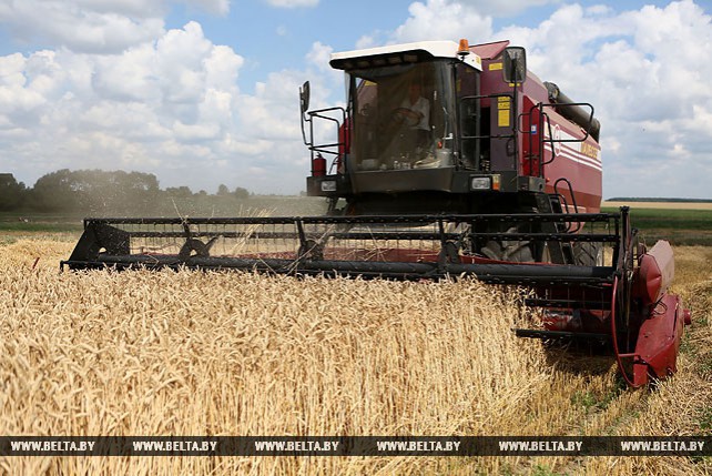 В Гродненской области приступили к уборке озимой пшеницы